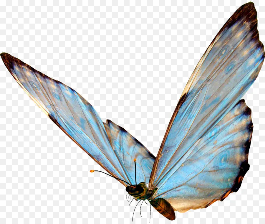 Papillon Bleu，Ailes PNG