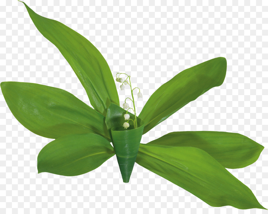 Plante Verte，Feuilles PNG