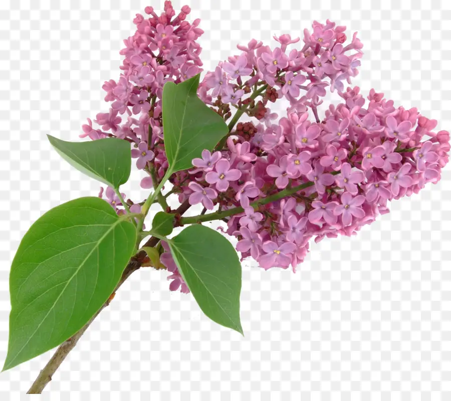 Fleurs Lilas，Rose PNG