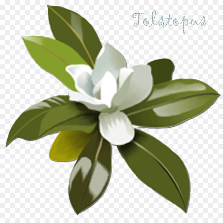 Magnolia，Dessin PNG