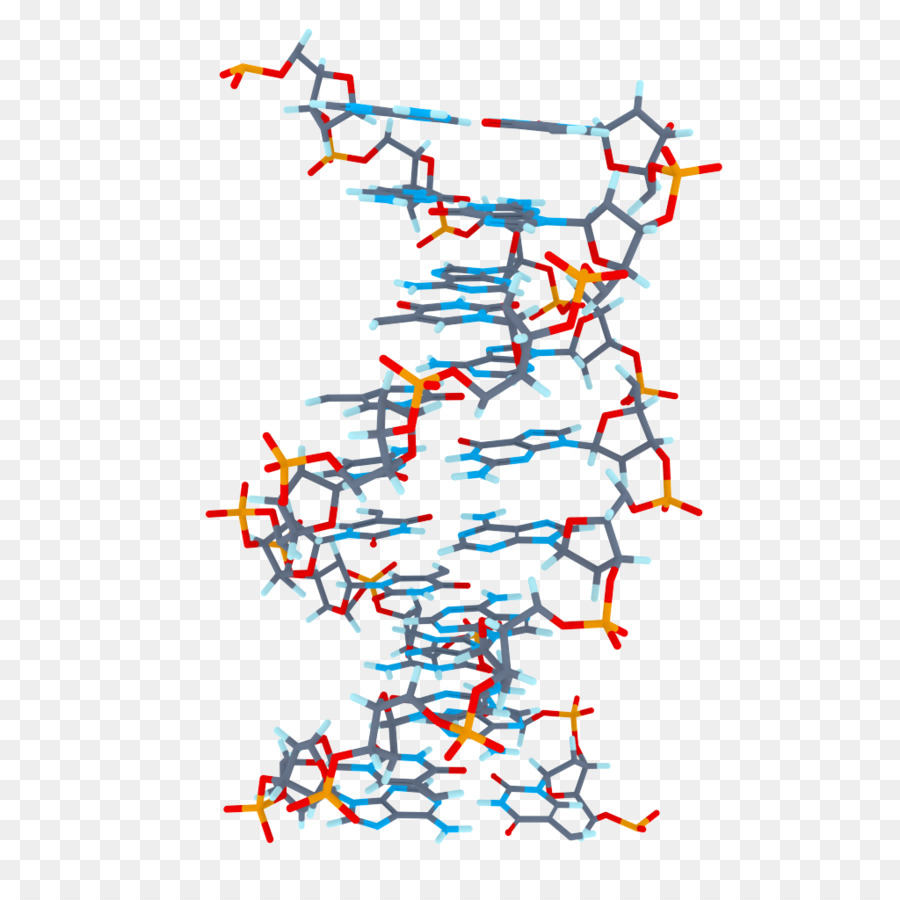 Adn，Molécule PNG