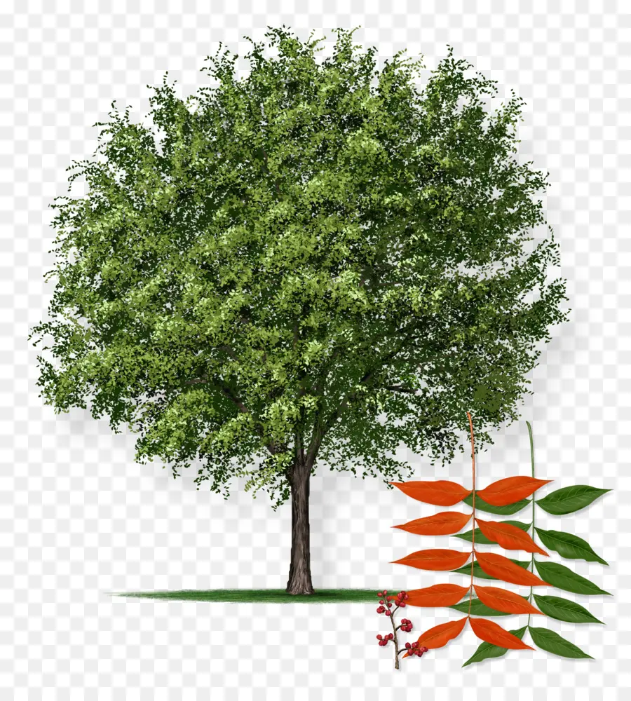 Arbre，Feuilles PNG