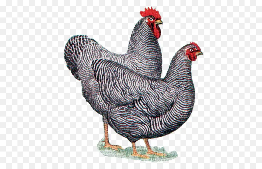 Poulet，Poule PNG