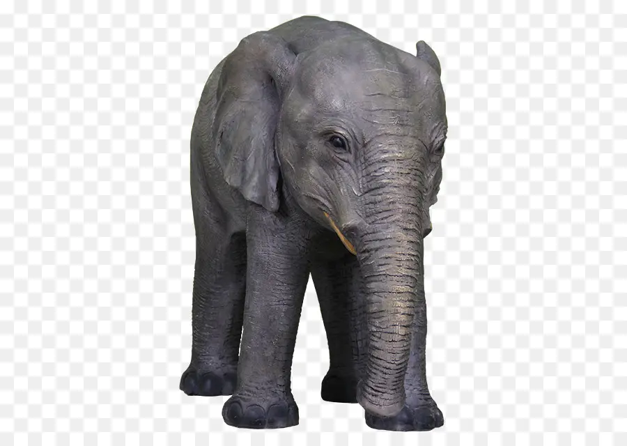 Éléphant，Défenses PNG