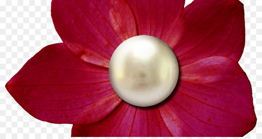 Fleur，Fleur Coupée Récompensée Roses PNG