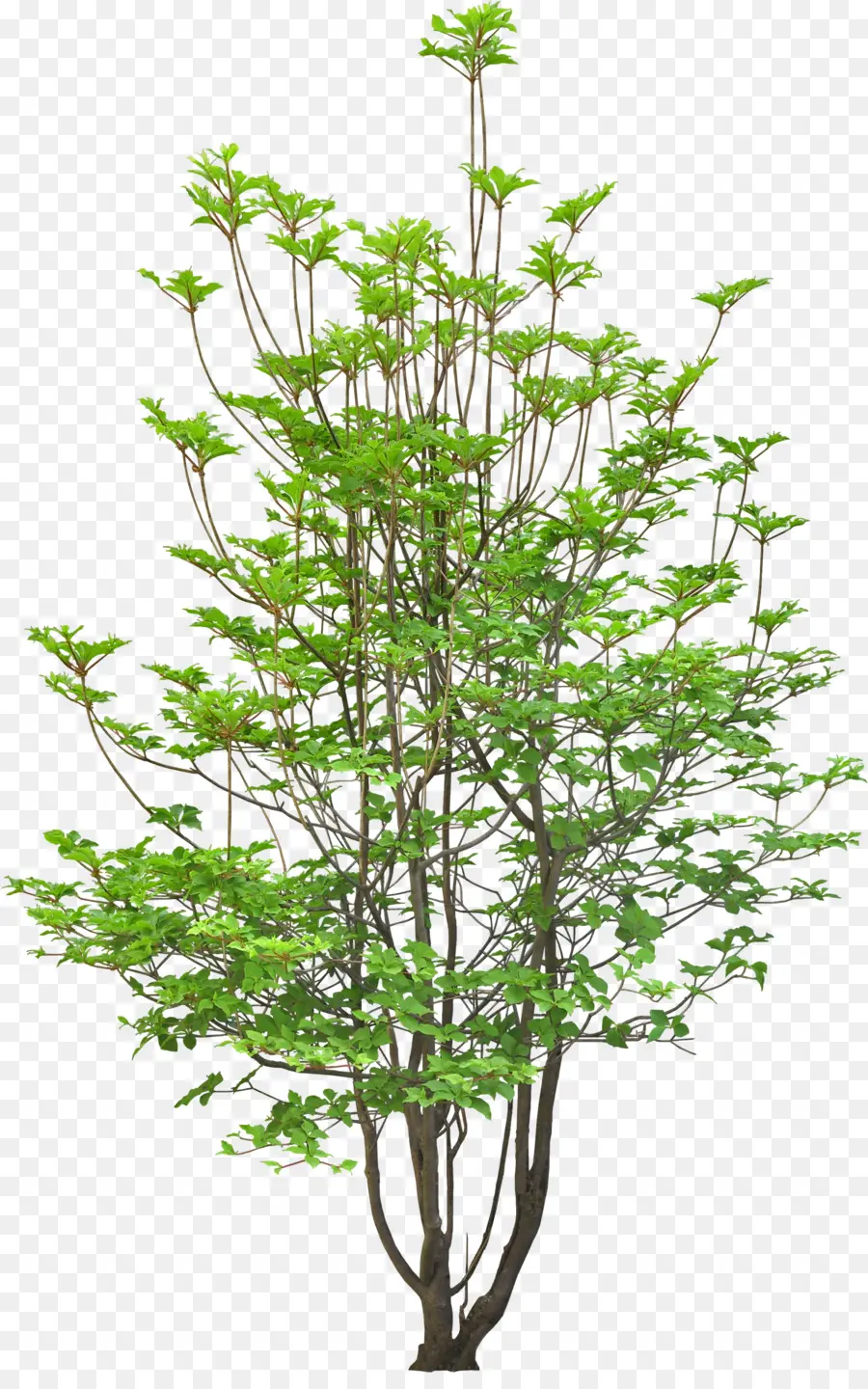 Arbre，Nature PNG