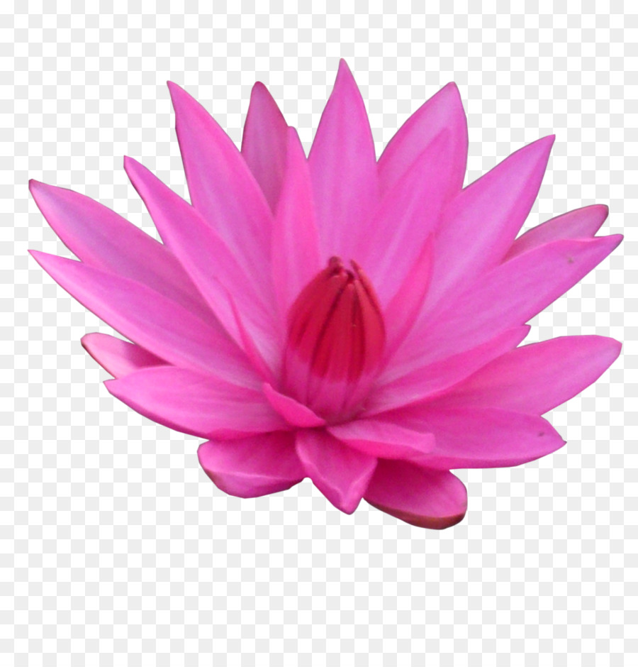 Lotus Rose，Floraison PNG