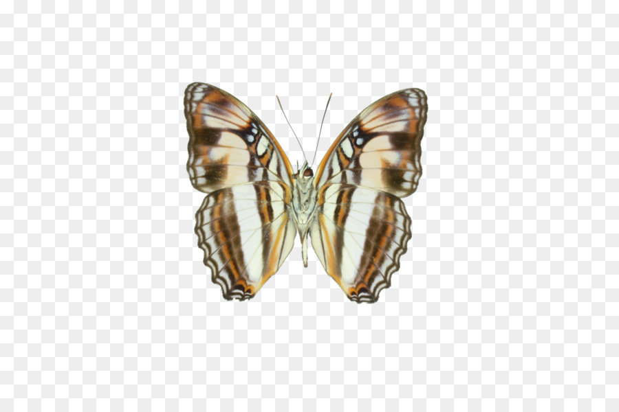 Papillon De L'atlas，Ailes PNG