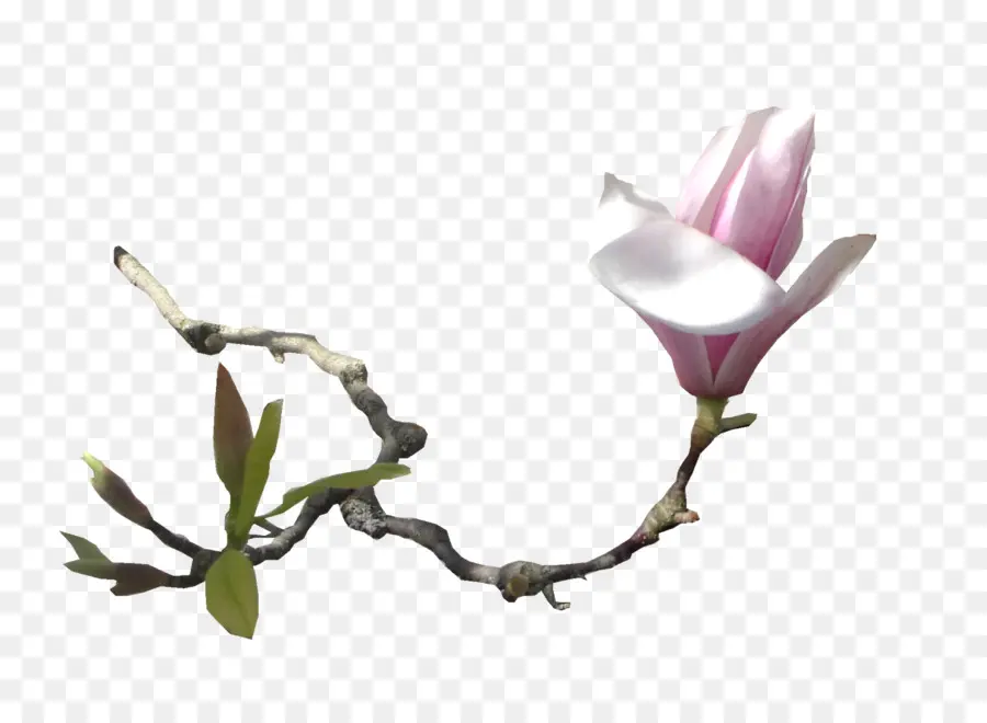 Fleur De Magnolia，Fleur PNG