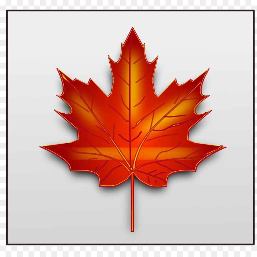 Feuille D'érable Rouge，Automne PNG