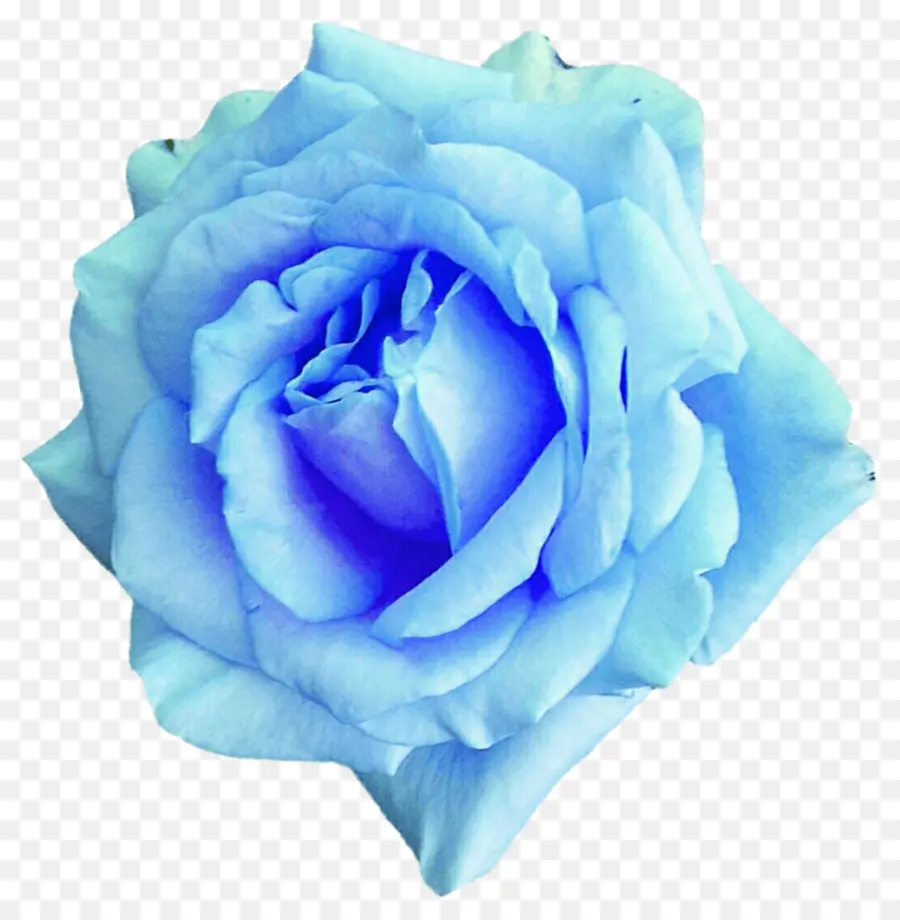 Roses Centifolia，Rose Bleue PNG