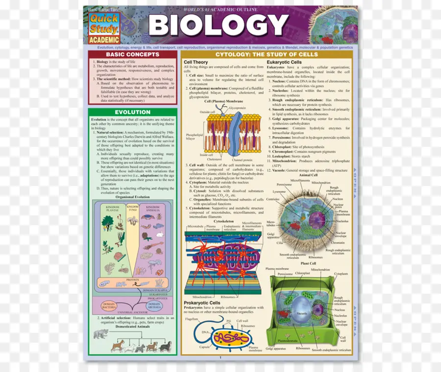 Guide D'étude De La Biologie，Cellules PNG