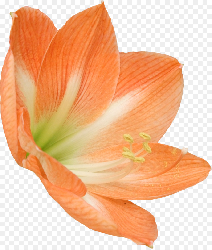 Amaryllis Belladonna，Fleur PNG