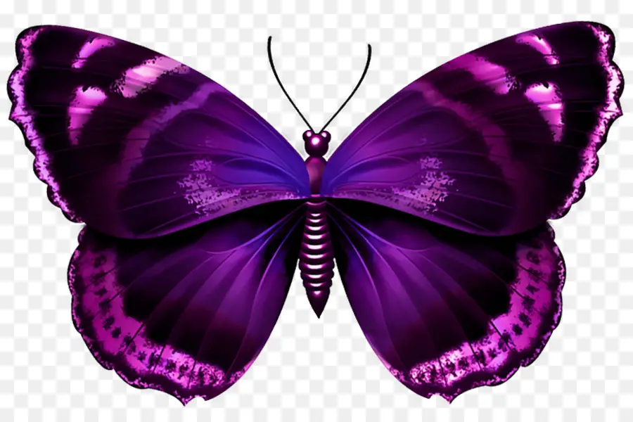 Papillon Noir Et Violet，Insecte PNG