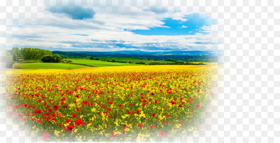 Champ De Fleurs，Nature PNG