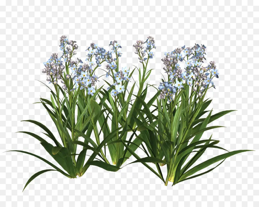 Plantes à Fleurs，Fleurs PNG