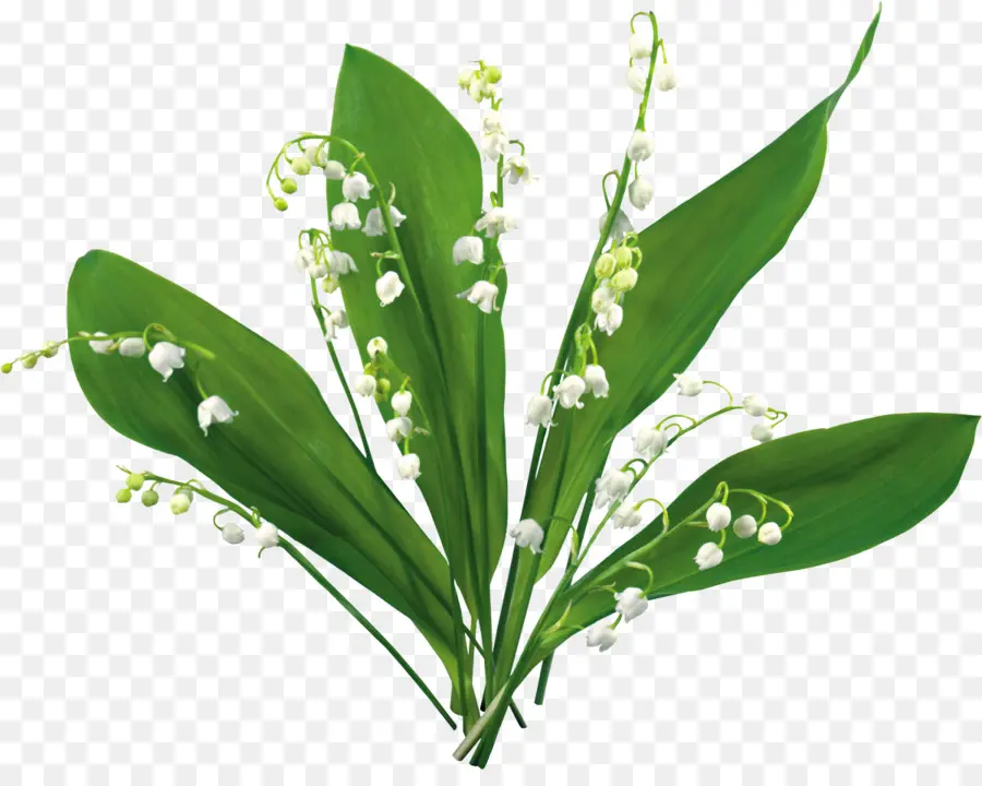 Muguet，Feuilles Vertes PNG