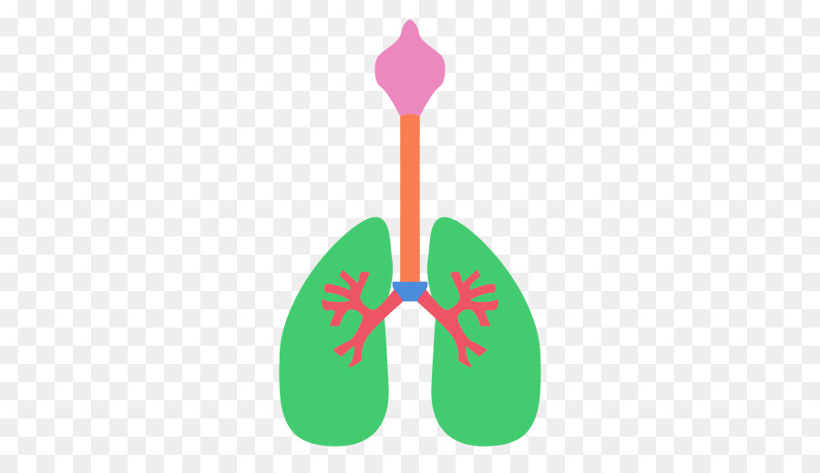 Poumon，Oxygène PNG