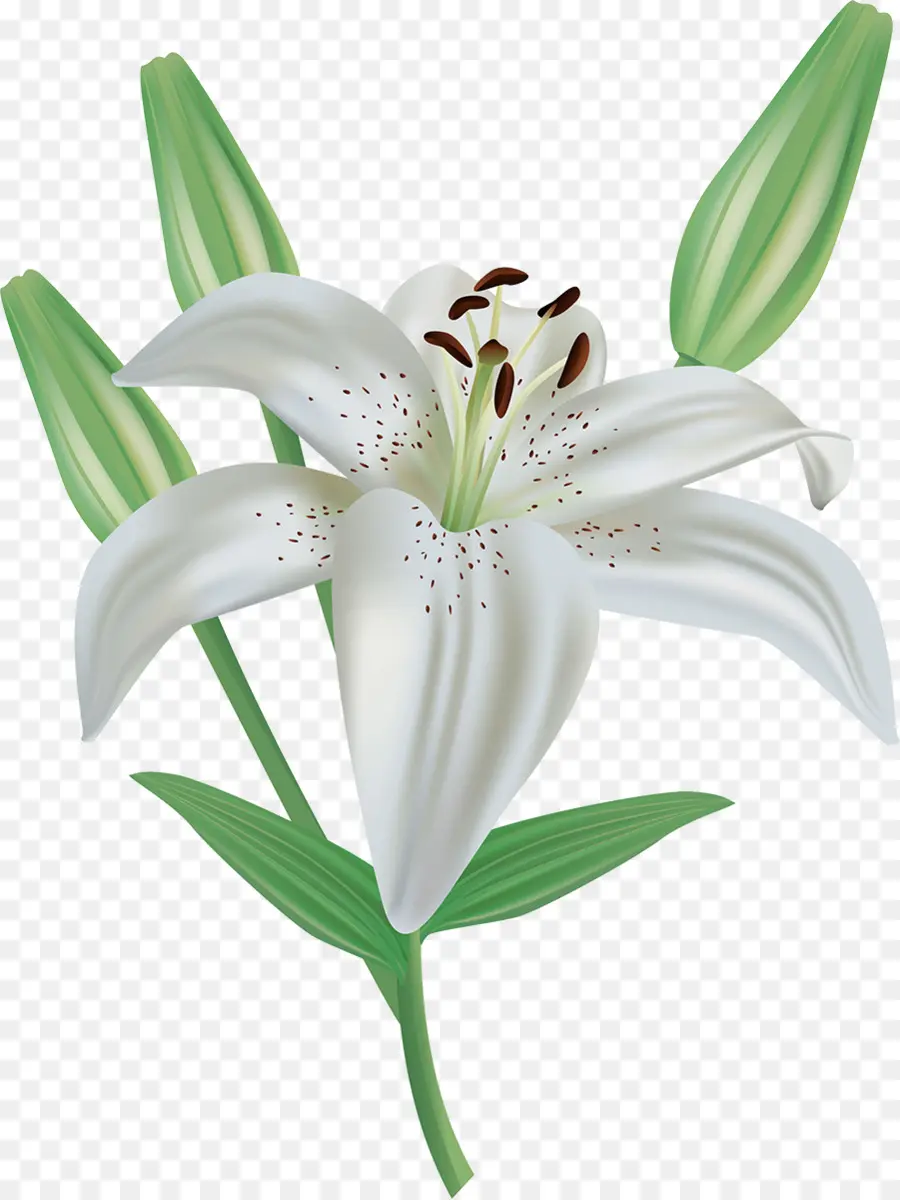 Lys De Pâques，Lily White PNG