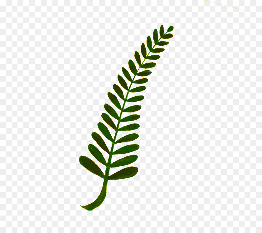 Feuille Verte，Nature PNG