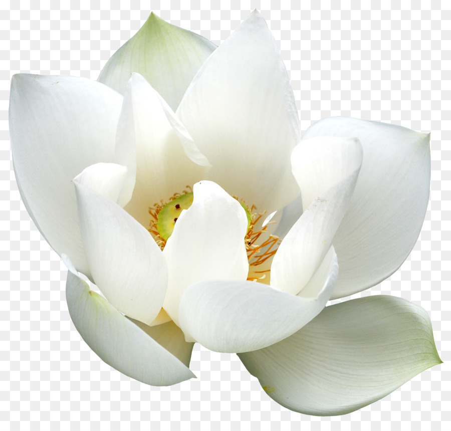 Fleur Blanche，Fleurir PNG