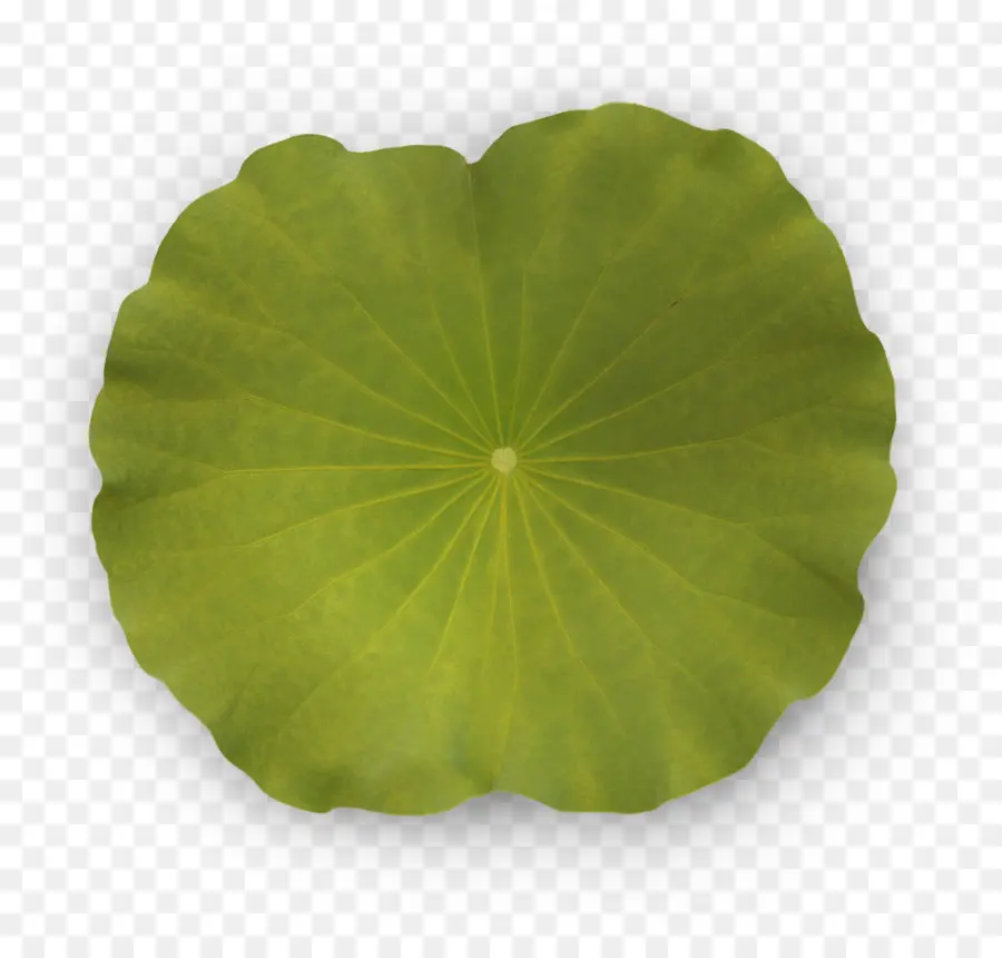 Nymphaea Alba，Feuille PNG