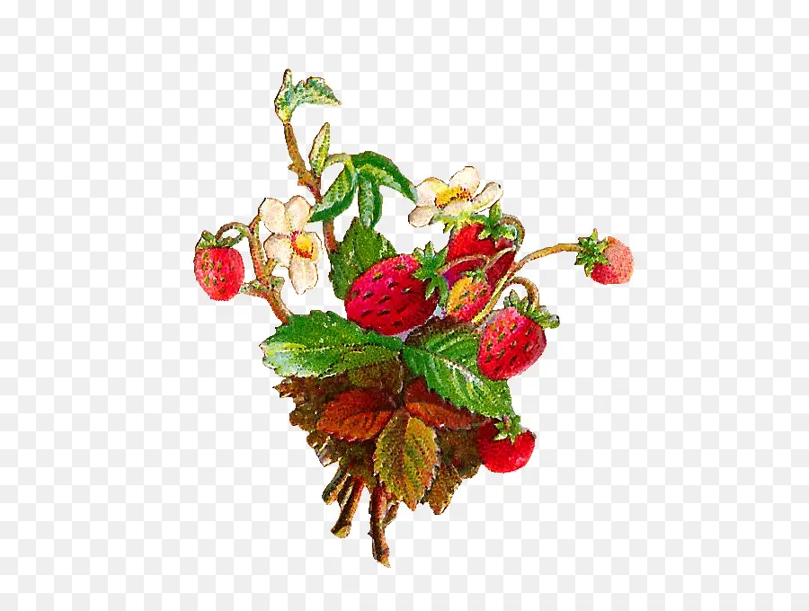 Fraises，Baies PNG