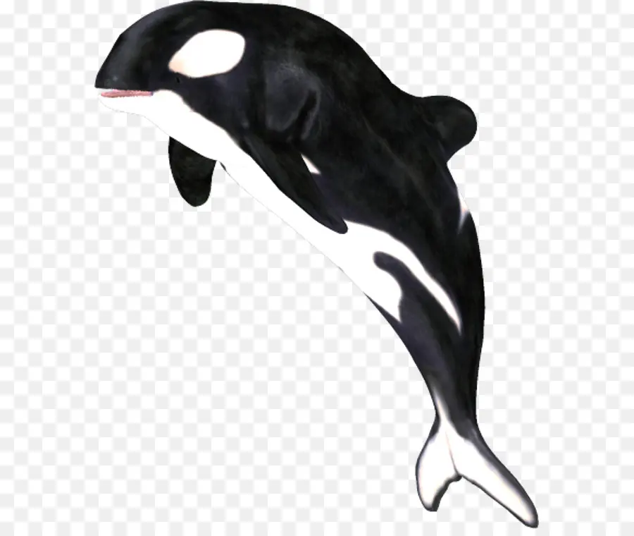 Orque，Baleine PNG