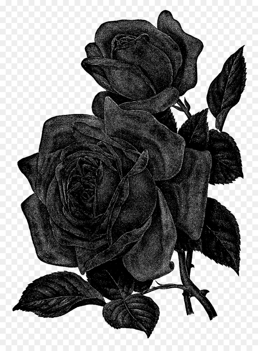 Rose，Noir PNG