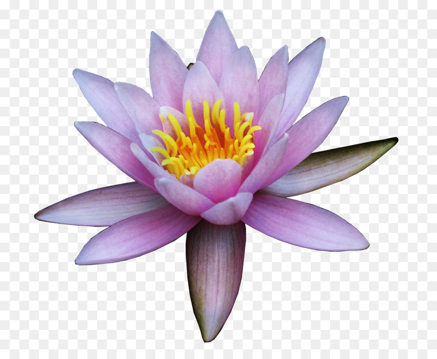 Lotus Rose，Floraison PNG