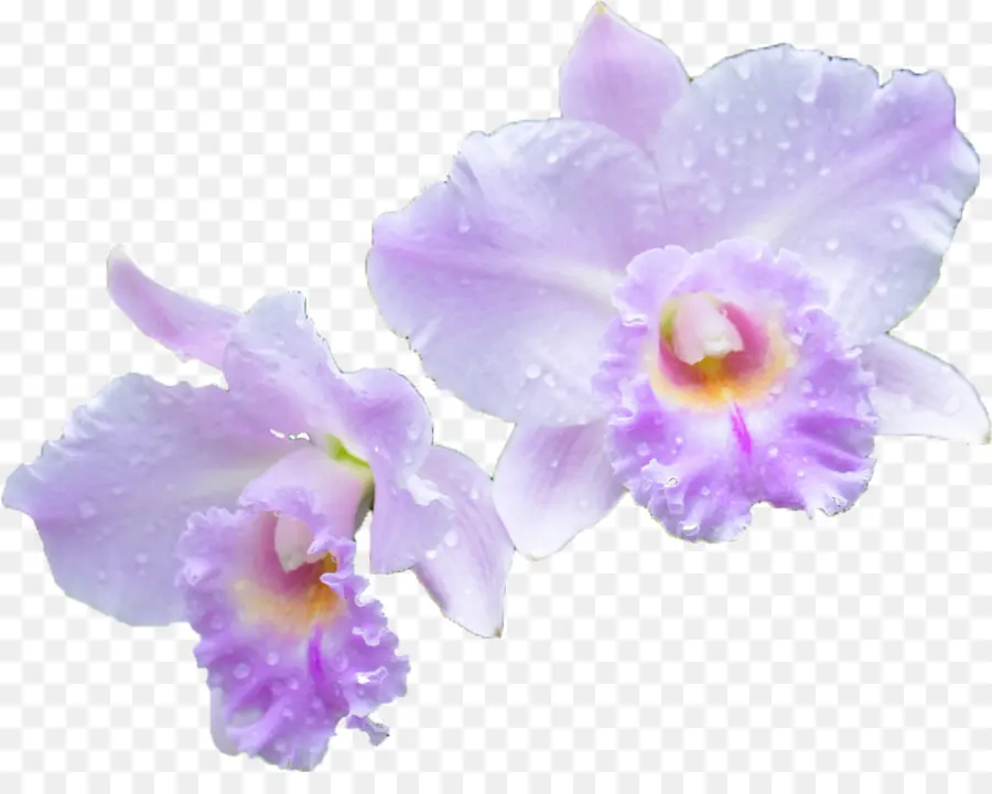 Orchidées，Violet PNG