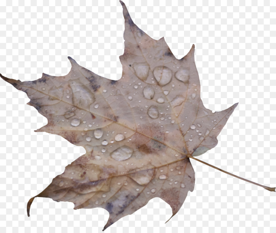 Feuille，La Chute Des Feuilles PNG