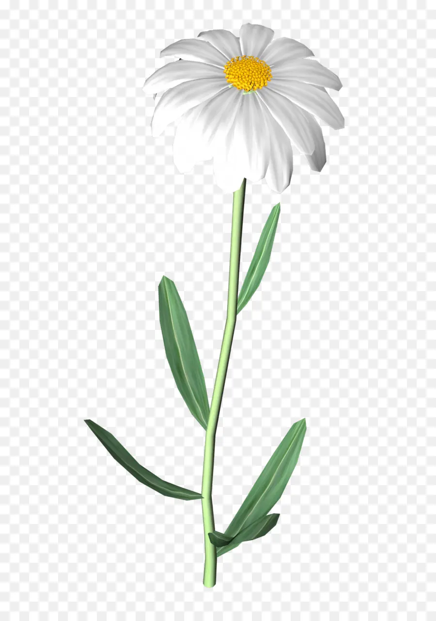 Fleur，Marguerite PNG