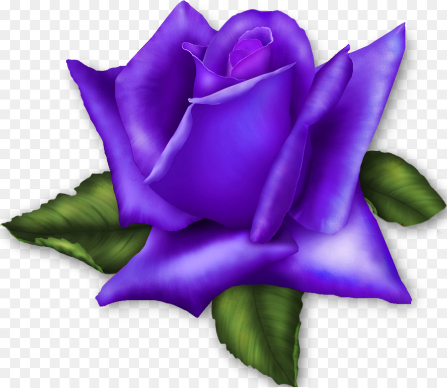 Rose Pourpre，Fleurir PNG