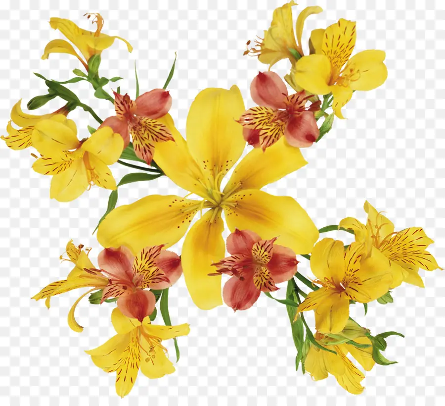 Aquarelle Fleurs，Fleur PNG