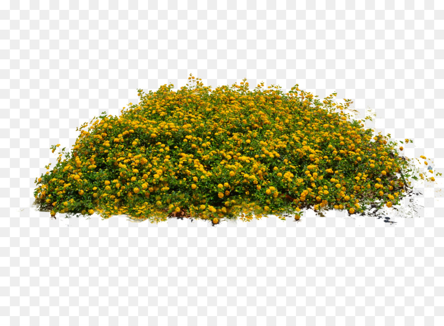 Fleurs Jaunes，Buisson PNG