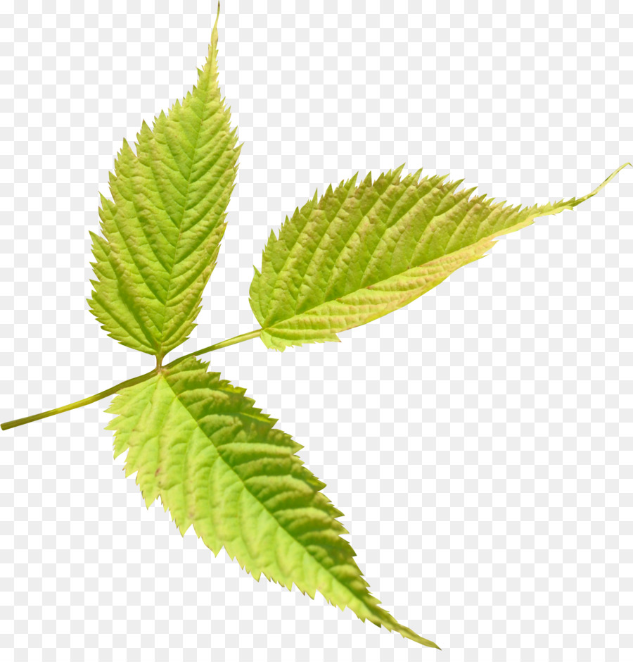 Feuille Verte，Nature PNG