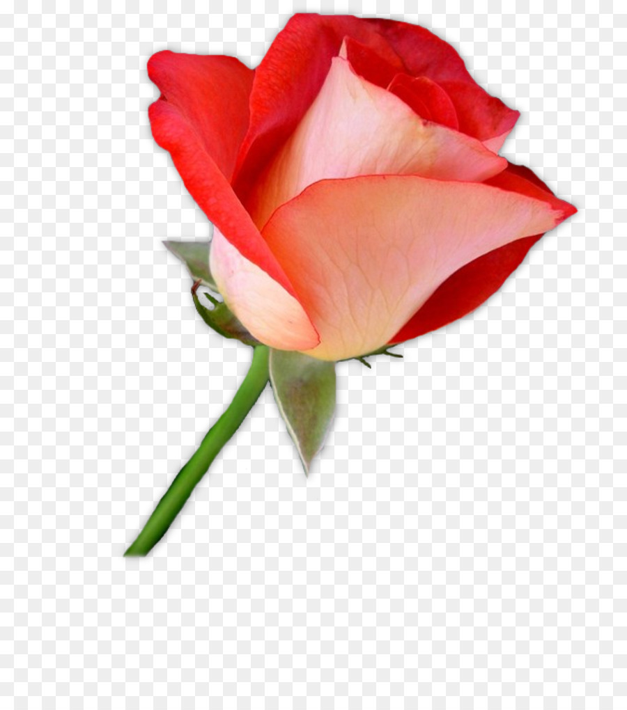 Rose Rouge，Floraison PNG