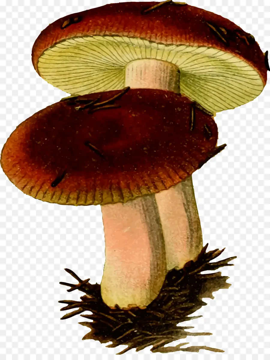 Russula Emetica，Champignon PNG