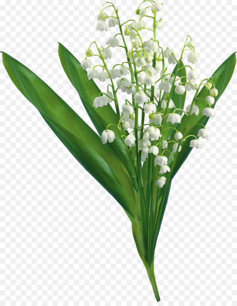 Muguet，Fleur PNG