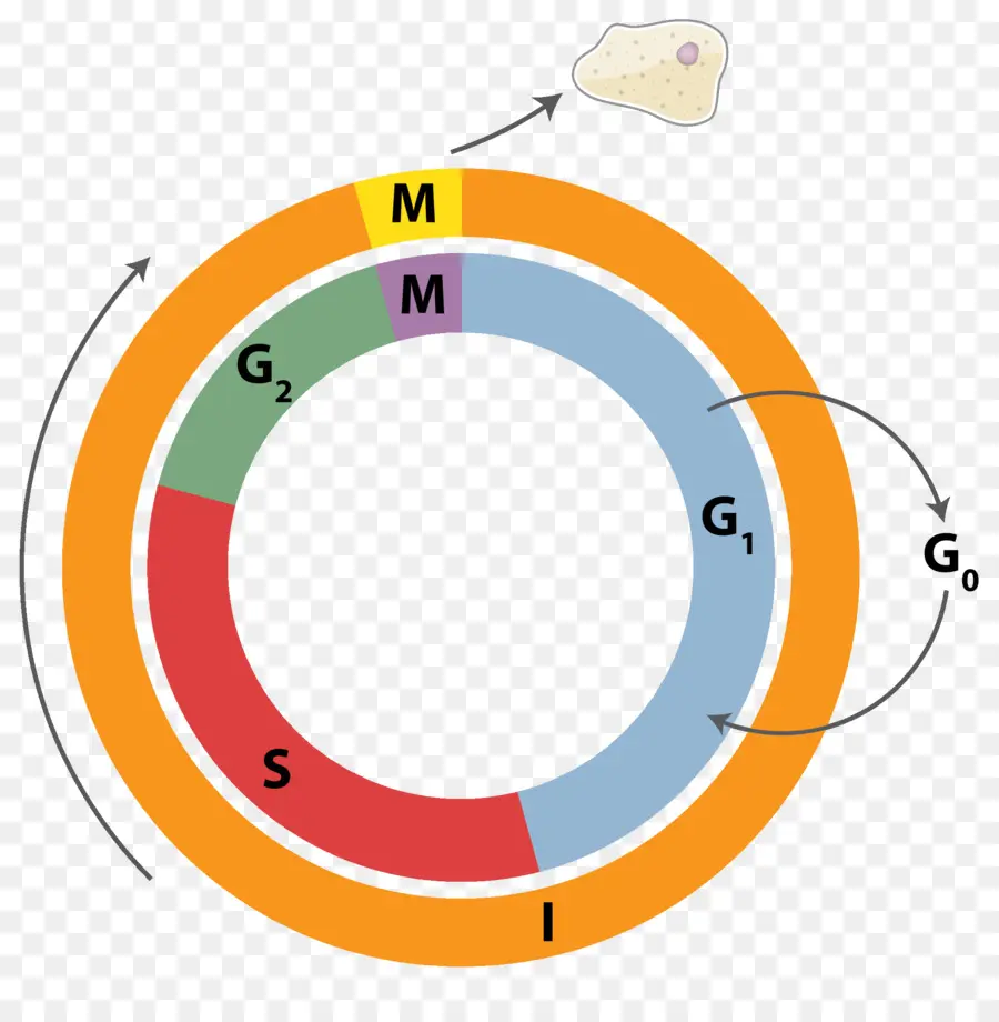 Diagramme Du Cycle Cellulaire，Biologie PNG