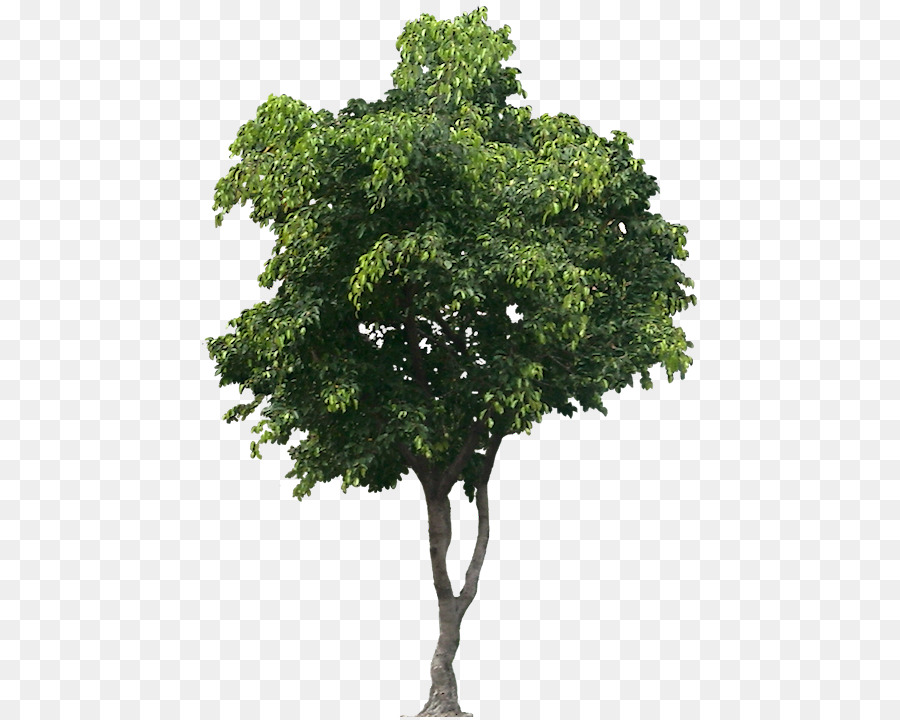 Arbre Vert，Usine PNG