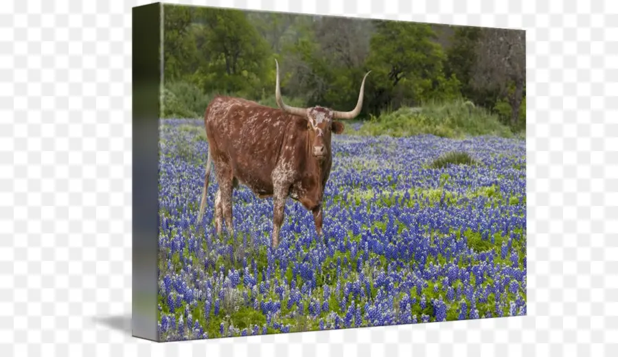 Longhorn Dans Le Champ Bluebonnet，Vache PNG