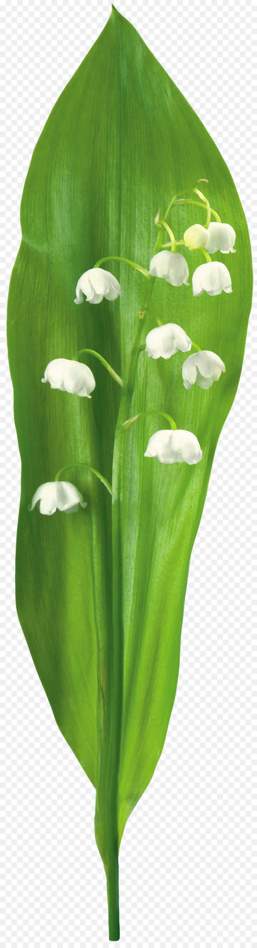 Muguet，Fleur PNG