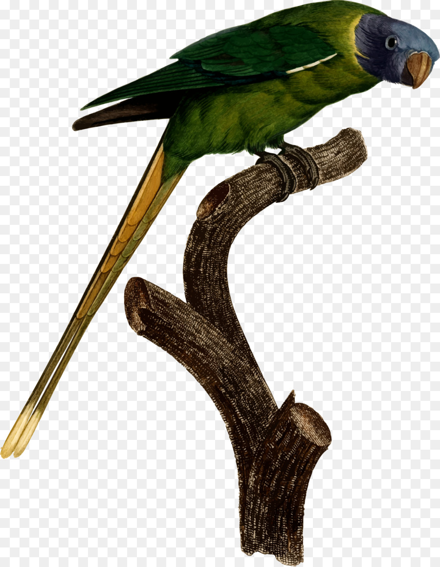 Oiseau，Perruche PNG