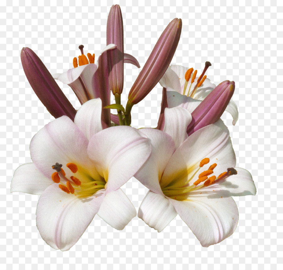 Lys Blancs，Fleurs PNG