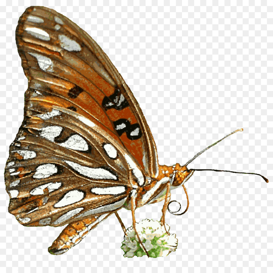 Papillon Sur Branche，Bifurquer PNG