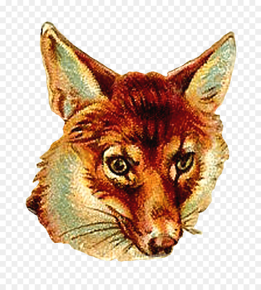 Tête De Renard，Faune PNG