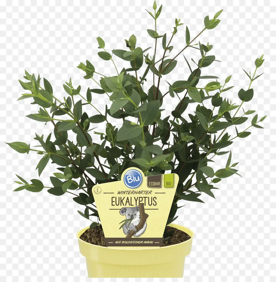 Plante D'eucalyptus，Feuilles Vertes PNG