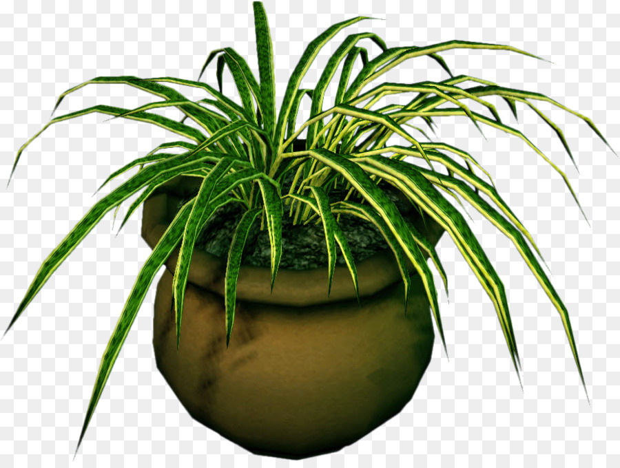 Plante En Pot，Verdure PNG